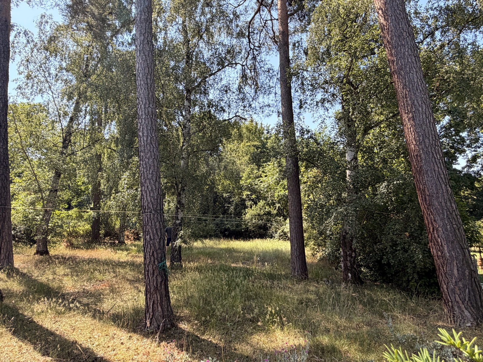 Kiefernwald