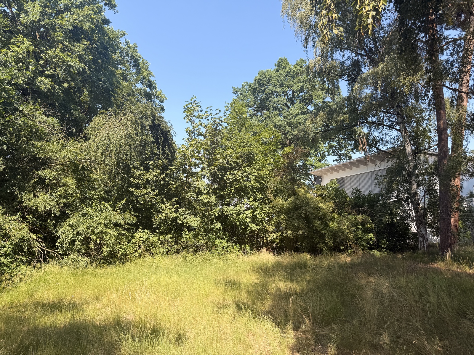 Wiese am Waldrand